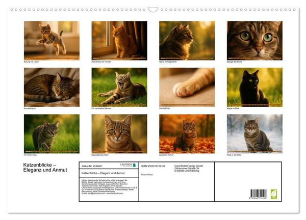 Produktbild: Katzenblicke &ndash; Eleganz und Anmut (Wandkalender 2026 DIN A2 quer), CALVENDO Monatskalender