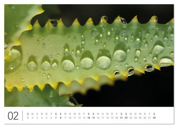 Produktbild: S&uuml;dafrika Garden Route (Wandkalender 2026 DIN A4 quer), CALVENDO Monatskalender