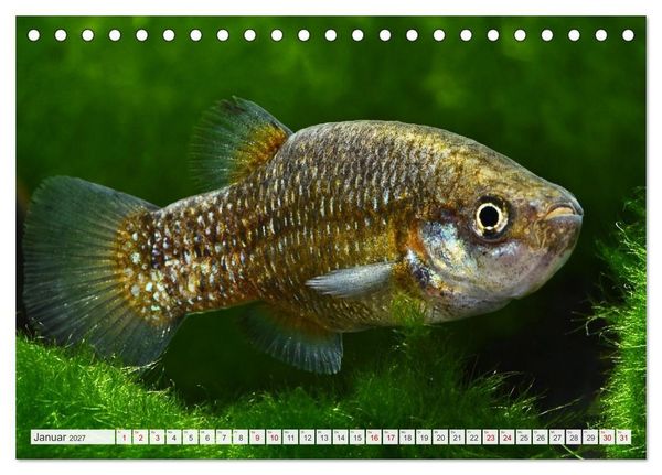 Produktbild: Outdoor-Aquaristik (Tischkalender 2027 DIN A5 quer), CALVENDO Monatskalender