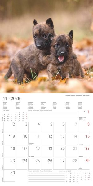 Produktbild: Welpen 2026 - Broschürenkalender 30x30 cm (30x60 geöffnet) - Kalender mit Platz für Notizen - Puppies - Hundekalender - Bildkalender - Wandkalender