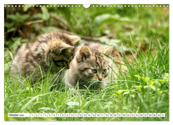 Produktbild: Wildkatzen - Die lautlosen J&auml;ger des Waldes (Wandkalender 2026 DIN A3 quer), CALVENDO Monatskalender