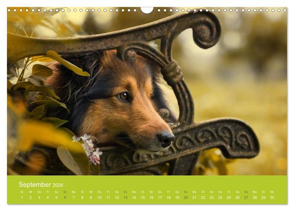 Produktbild: Traumschnauzen (Wandkalender 2026 DIN A3 quer), CALVENDO Monatskalender