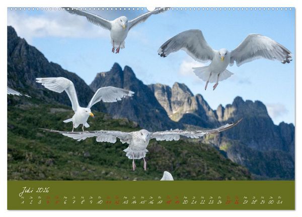 Produktbild: M&ouml;wen die Begleiter an Meer und See (Wandkalender 2026 DIN A2 quer), CALVENDO Monatskalender