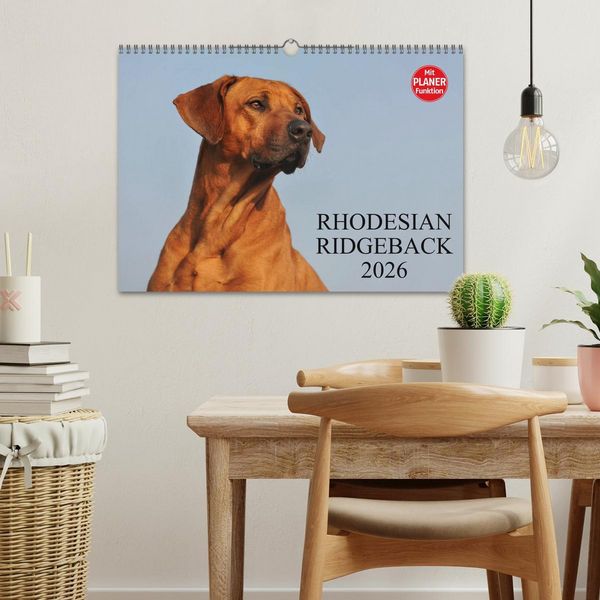 Produktbild: Rhodesian Ridgeback 2026 (Wandkalender 2026 DIN A3 quer), CALVENDO Monatskalender