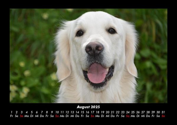 Produktbild: Hundezauber 2025 Fotokalender DIN A3