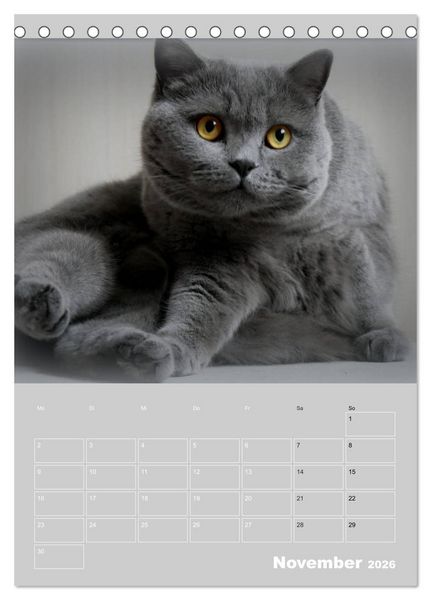 Produktbild: Graue Engel - Britischkurzhaar-Katzen (Tischkalender 2026 DIN A5 hoch), CALVENDO Monatskalender