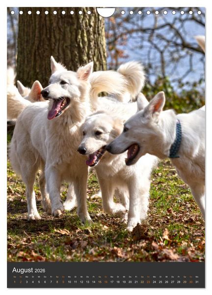 Produktbild: Berger Blanc Suisse - Freunde auf 4 Pfoten (Wandkalender 2026 DIN A4 hoch), CALVENDO Monatskalender