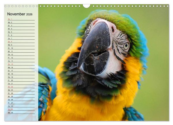 Produktbild: Papageien. Bunt, laut und klug (Wandkalender 2026 DIN A3 quer), CALVENDO Monatskalender