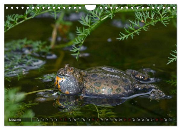 Produktbild: Heimische Amphibien (Wandkalender 2026 DIN A4 quer), CALVENDO Monatskalender