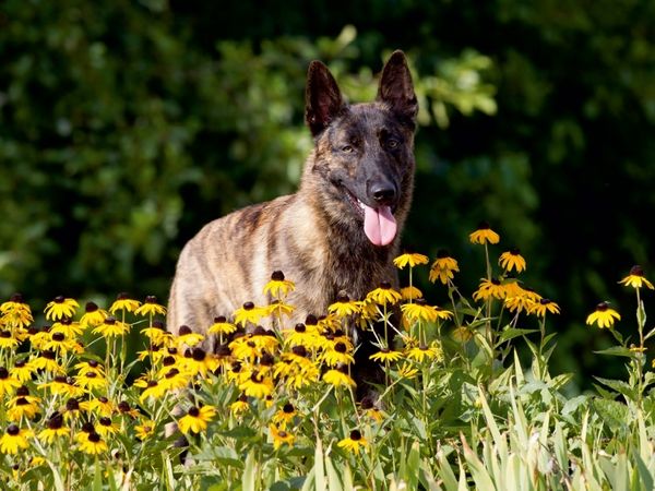 Produktbild: CALVENDO Puzzle Ein Motiv aus dem Kalender Holl&auml;ndischer Sch&auml;ferhund | 1000 Teile Lege-Gr&ouml;&szlig;e 64x48cm Foto-Puzzle f&uuml;r gl&uuml;ckliche Stunden