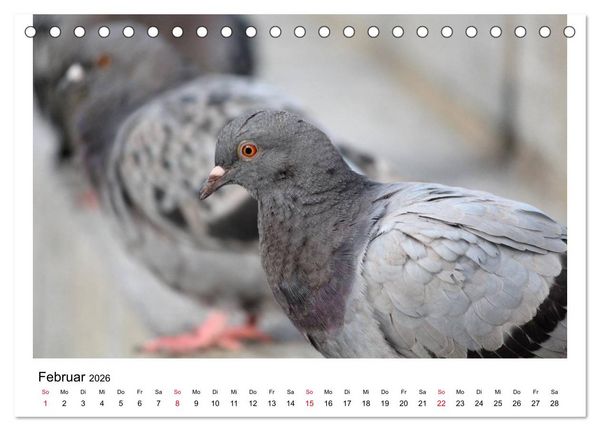 Produktbild: Geliebte Tauben (Tischkalender 2026 DIN A5 quer), CALVENDO Monatskalender