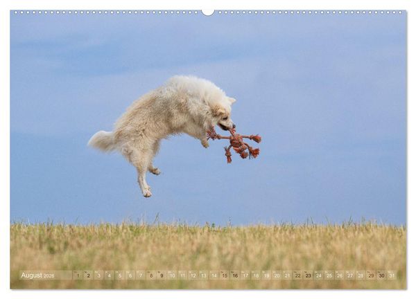 Produktbild: Mein fliegender Isl&auml;nder (Wandkalender 2026 DIN A2 quer), CALVENDO Monatskalender