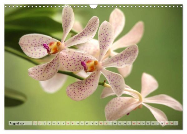 Produktbild: Sri Lanka - Tempel, Tee und Elefanten (Wandkalender 2026 DIN A3 quer), CALVENDO Monatskalender