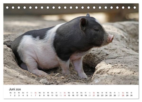 Produktbild: Schwein gehabt! (Tischkalender 2026 DIN A5 quer), CALVENDO Monatskalender