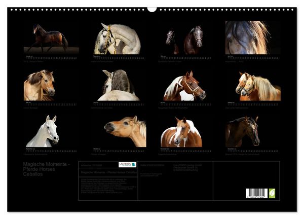 Produktbild: Magische Momente - Pferde Horses Caballos (Wandkalender 2026 DIN A2 quer), CALVENDO Monatskalender