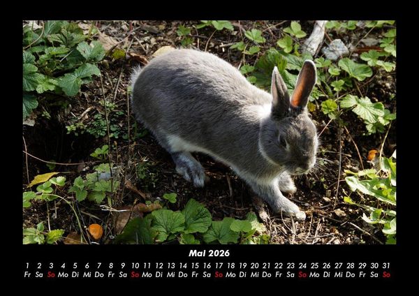 Produktbild: Haustierkalender 2026 Fotokalender DIN A3
