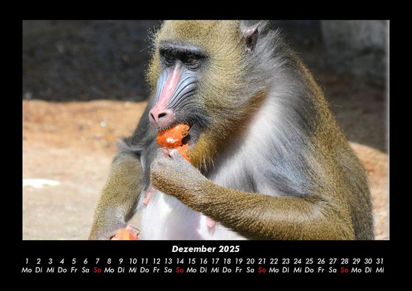 Produktbild: Affen 2025 Fotokalender DIN A3
