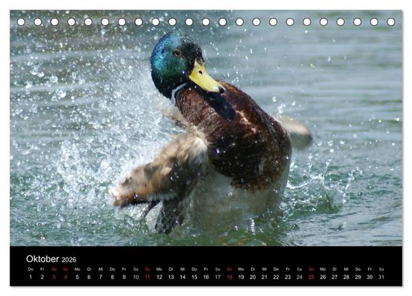 Produktbild: Duck Power (Tischkalender 2026 DIN A5 quer), CALVENDO Monatskalender