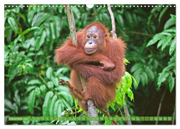 Produktbild: Leben im Dschungel: Der Regenwald ist ein Paradies f&uuml;r Tiere (Wandkalender 2026 DIN A3 quer), CALVENDO Monatskalender