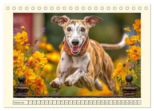 Produktbild: Whippet Wunder. Grazile Hunde mit sanfter Kraft und feiner Seele (Tischkalender 2026 DIN A5 quer), CALVENDO Monatskalender