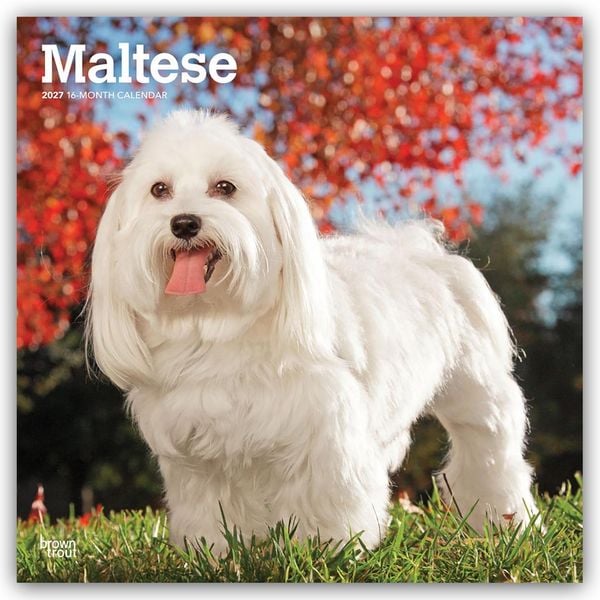Produktbild: Maltese &ndash; Malteser 2027 &ndash; 16-Monatskalender