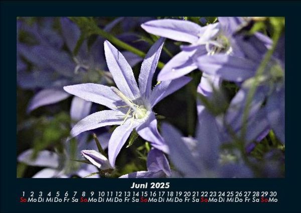Produktbild: Blumenzauber 2025 Fotokalender DIN A5