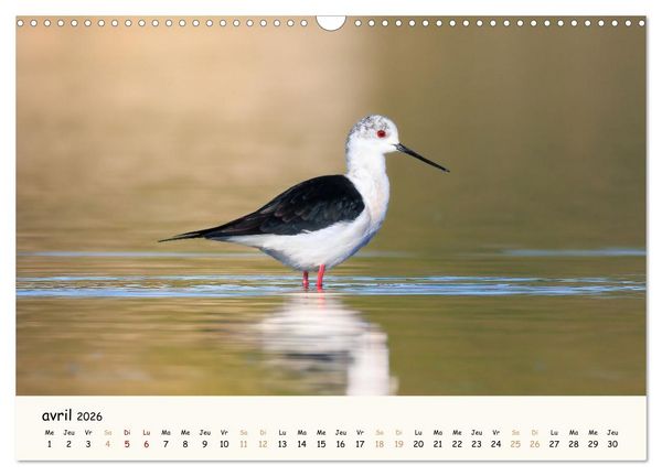 Produktbild: Esprit animal - Regards minimalistes (Calendrier mural 2026 DIN A3 vertical), CALVENDO calendrier mensuel