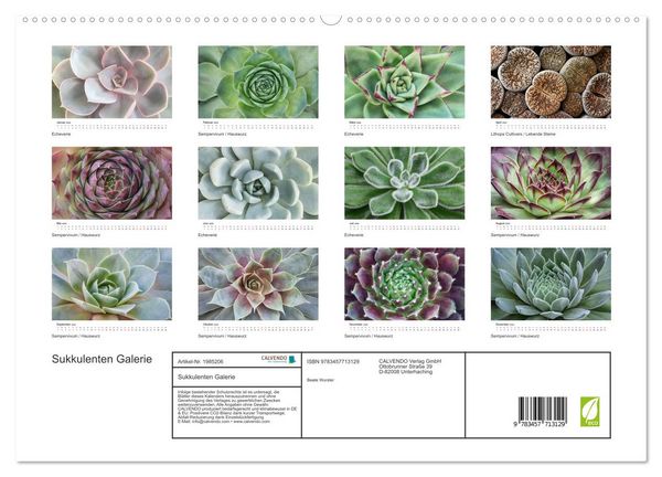 Produktbild: Sukkulenten Galerie (hochwertiger Premium Wandkalender 2026 DIN A2 quer), Kunstdruck in Hochglanz