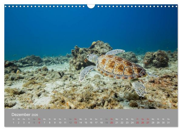 Produktbild: Meeresschildkr&ouml;ten der Karibik (Wandkalender 2026 DIN A3 quer), CALVENDO Monatskalender