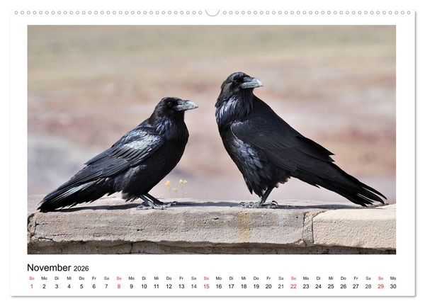 Produktbild: Heimische Gartenv&ouml;gel - Gefiederte Freunde (hochwertiger Premium Wandkalender 2026 DIN A2 quer), Kunstdruck in Hochglanz