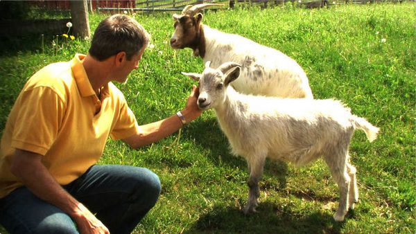 Produktbild: Gabel statt Skalpell - Ges&uuml;nder leben ohne Fleisch