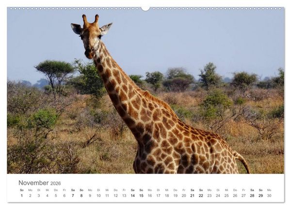 Produktbild: Afrika - Tiere im Kr&uuml;ger Nationalpark (hochwertiger Premium Wandkalender 2026 DIN A2 quer), Kunstdruck in Hochglanz