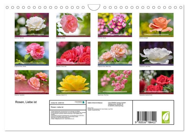 Produktbild: Rosen, Liebe ist (Wandkalender 2027 DIN A4 quer), CALVENDO Monatskalender