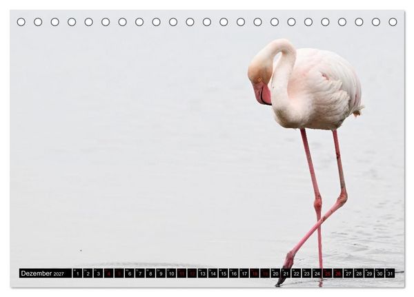 Produktbild: Mallorcas V&ouml;gel (Tischkalender 2027 DIN A5 quer), CALVENDO Monatskalender