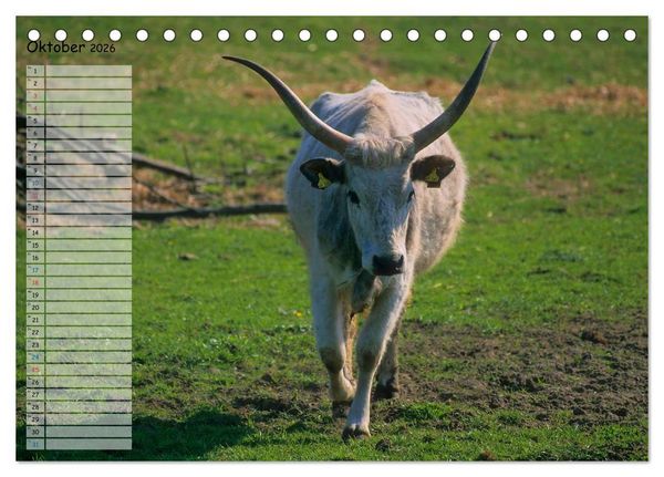 Produktbild: Rinder auf dem Lande (Tischkalender 2026 DIN A5 quer), CALVENDO Monatskalender