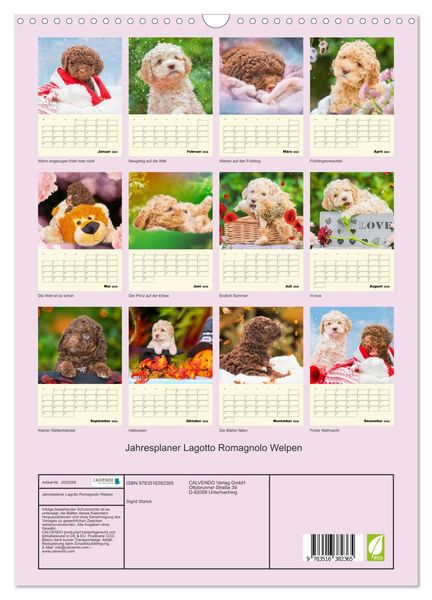 Produktbild: Jahresplaner Lagotto Romagnolo Welpen (Wandkalender 2026 DIN A3 hoch), CALVENDO Monatskalender
