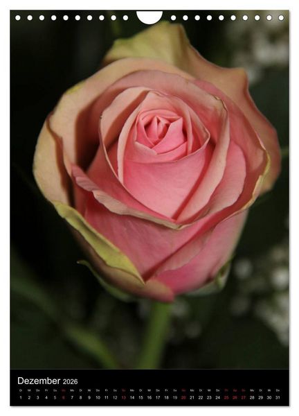 Produktbild: Zauberhafte Rosen (Wandkalender 2026 DIN A4 hoch), CALVENDO Monatskalender