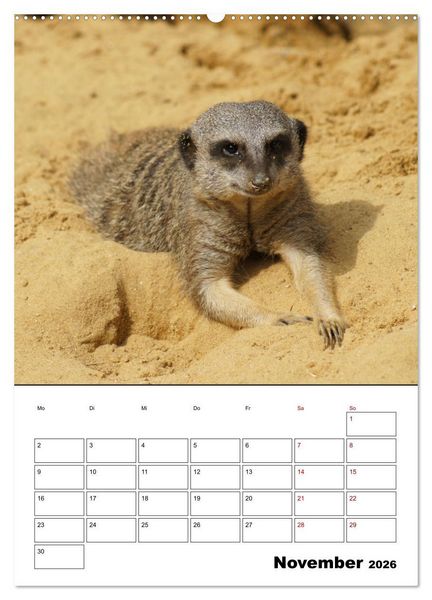 Produktbild: Niedliche Erdm&auml;nnchen (Wandkalender 2026 DIN A2 hoch), CALVENDO Monatskalender
