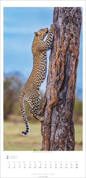 Produktbild: Big Cats Kalender 2027