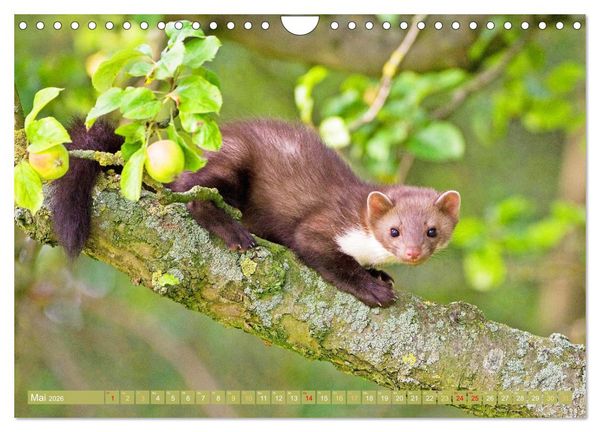 Produktbild: Wald-Kindergarten: Tierkinder im Wald (Wandkalender 2026 DIN A4 quer), CALVENDO Monatskalender