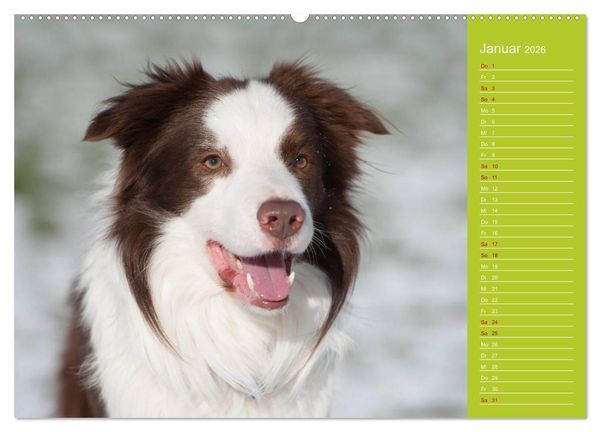Produktbild: Border Collies - nicht nur schwarzwei&szlig; (Wandkalender 2026 DIN A2 quer), CALVENDO Monatskalender