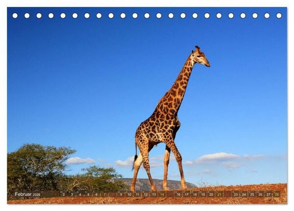 Produktbild: Giraffen - Sanftheit und Anmut (Tischkalender 2026 DIN A5 quer), CALVENDO Monatskalender
