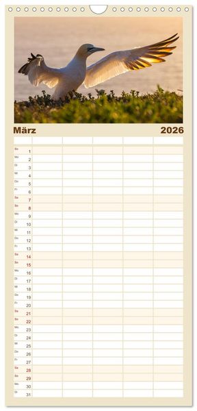 Produktbild: Familienplaner 2026 - Basst&ouml;lpel - Helgolands faszinierende V&ouml;gel mit 5 Spalten (Wandkalender, 21 x 45 cm) CALVENDO