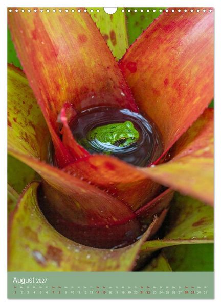 Produktbild: Bromelienzauber (Wandkalender 2027 DIN A3 hoch), CALVENDO Monatskalender