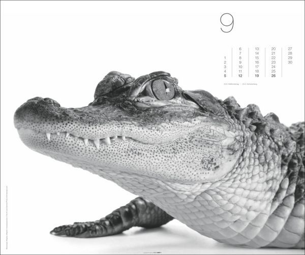 Produktbild: Black & White Animals 2027