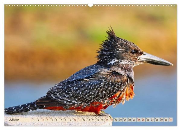 Produktbild: Afrikas Vogelwelt 2027 (hochwertiger Premium Wandkalender 2027 DIN A2 quer), Kunstdruck in Hochglanz