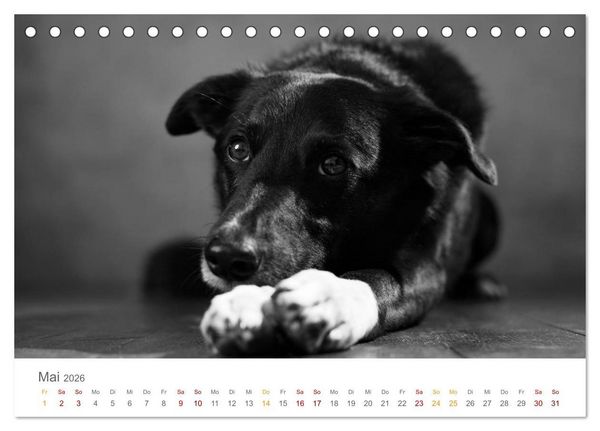 Produktbild: Hundeportraits Fine Art (Tischkalender 2026 DIN A5 quer), CALVENDO Monatskalender