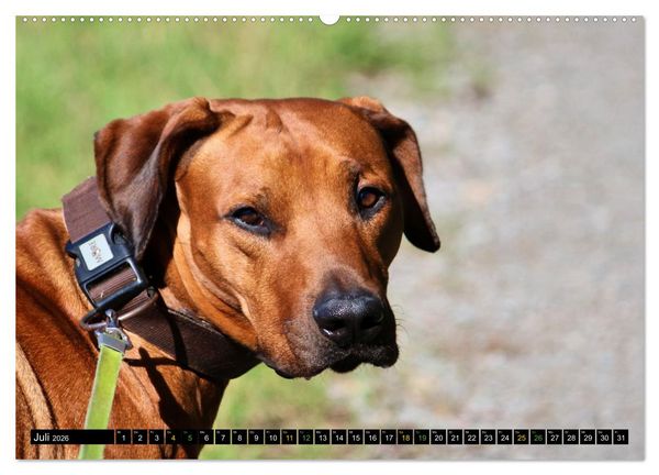 Produktbild: Rhodesian Ridgeback - Ausdrucksstarke Gesichter (Wandkalender 2026 DIN A2 quer), CALVENDO Monatskalender