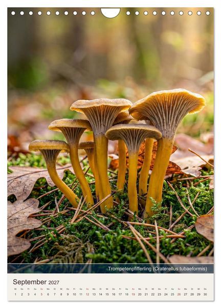 Produktbild: SCHWAMMERLKALENDER (Wandkalender 2027 DIN A4 hoch), CALVENDO Monatskalender