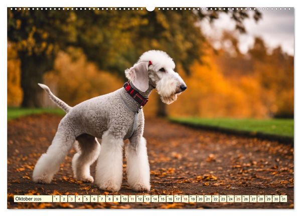 Produktbild: Bedlington Terrier - Hunde im Schafspelz (hochwertiger Premium Wandkalender 2026 DIN A2 quer), Kunstdruck in Hochglanz